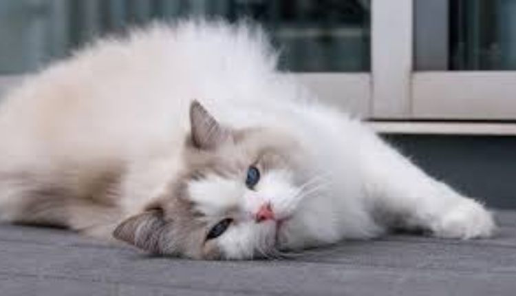 Price and Care Considerations for Ragdoll Kittens Care